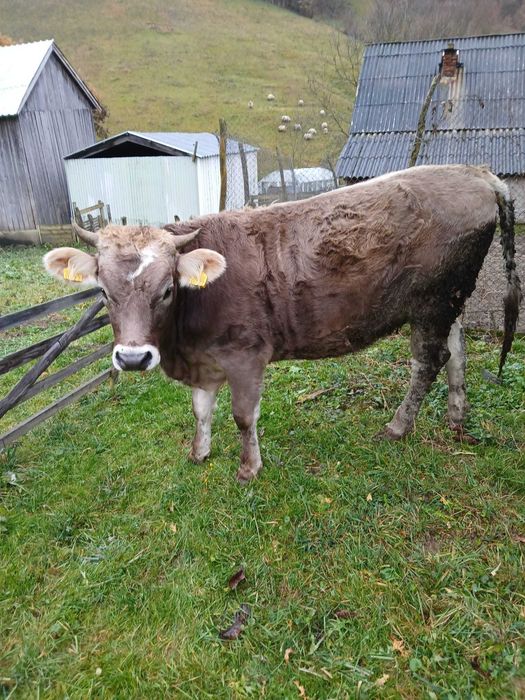 Jurinca a făta in 5 luni