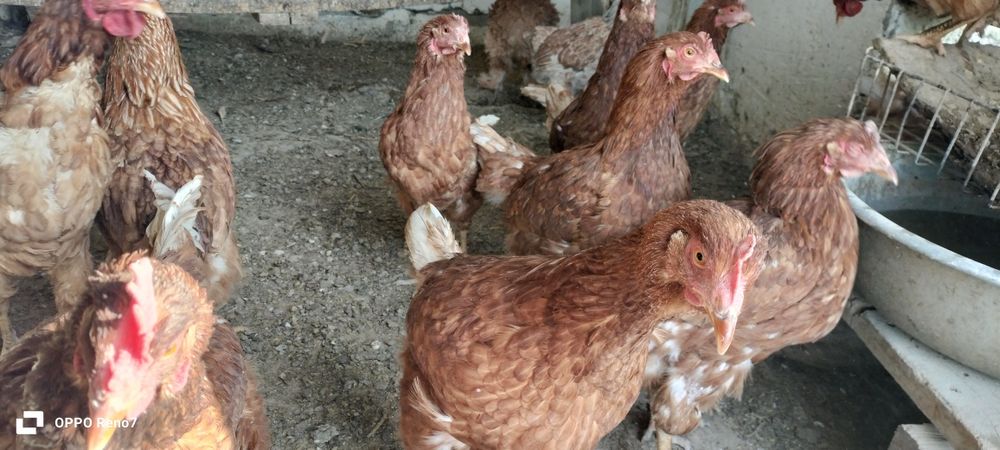 Куры несушки Ломан Браун