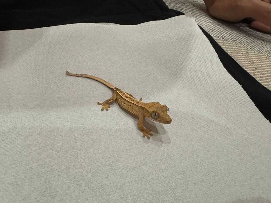 Pangea, mancare pentru Crested Gecko (pui de vanzare)