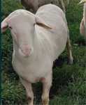 Berbecuti Lacaune