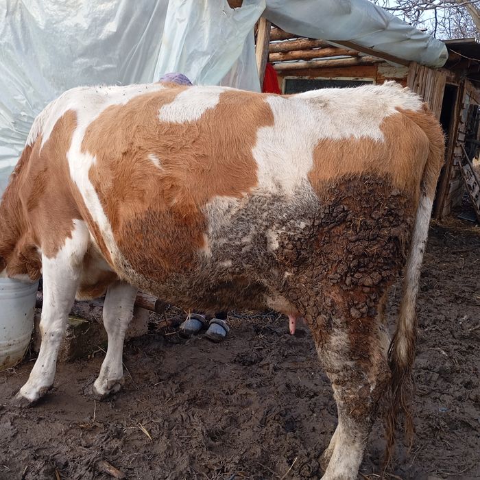 Junincă de vânzare pentru detalii in privat