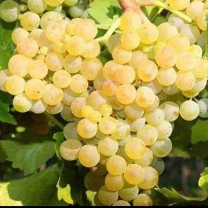 STRUGURI DE VIN – Recolta 2025