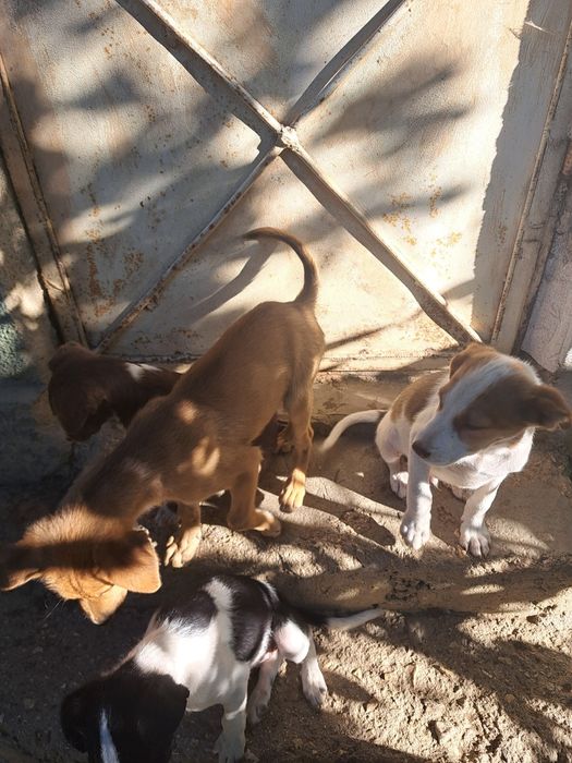 Căței pentru adopție