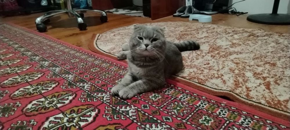 Skotish fold mushuk o'gil bola