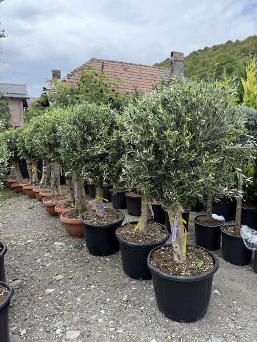 Oleea europa ( maslini secular ) bonsai si classic