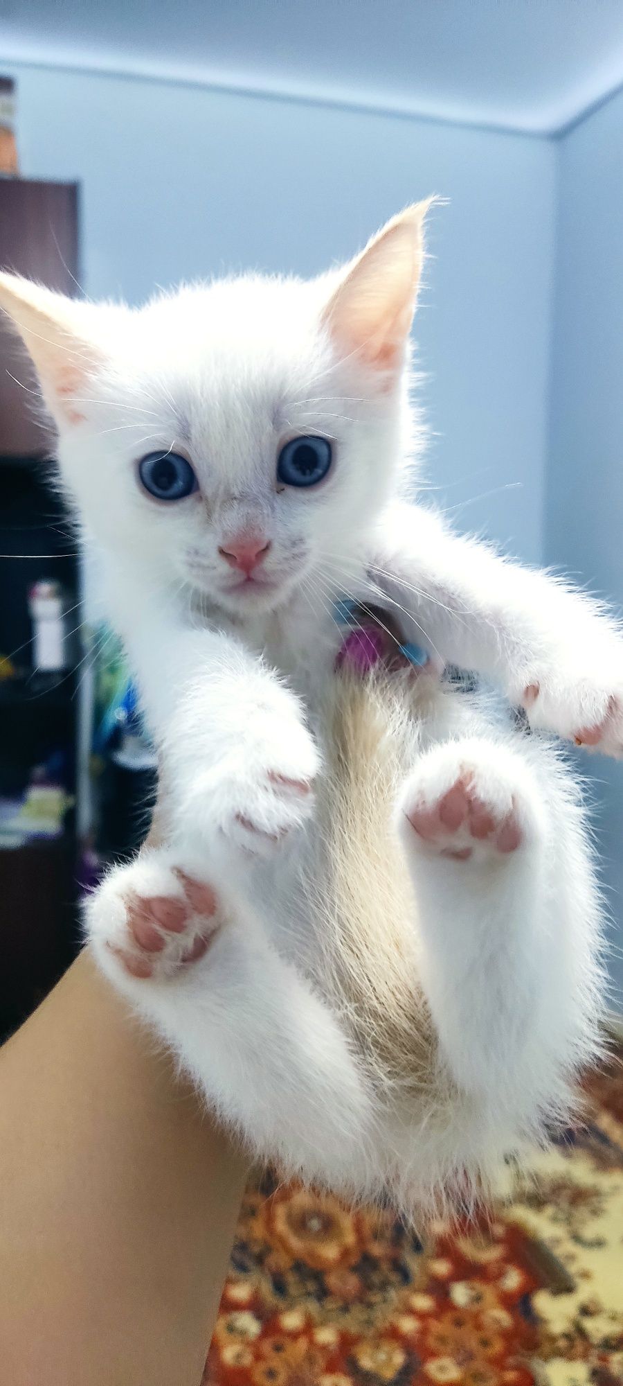 Отдам котят в добрые руки