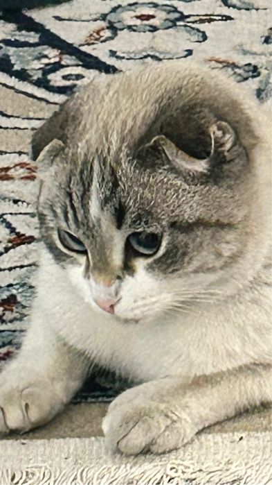 Кошка британка,
