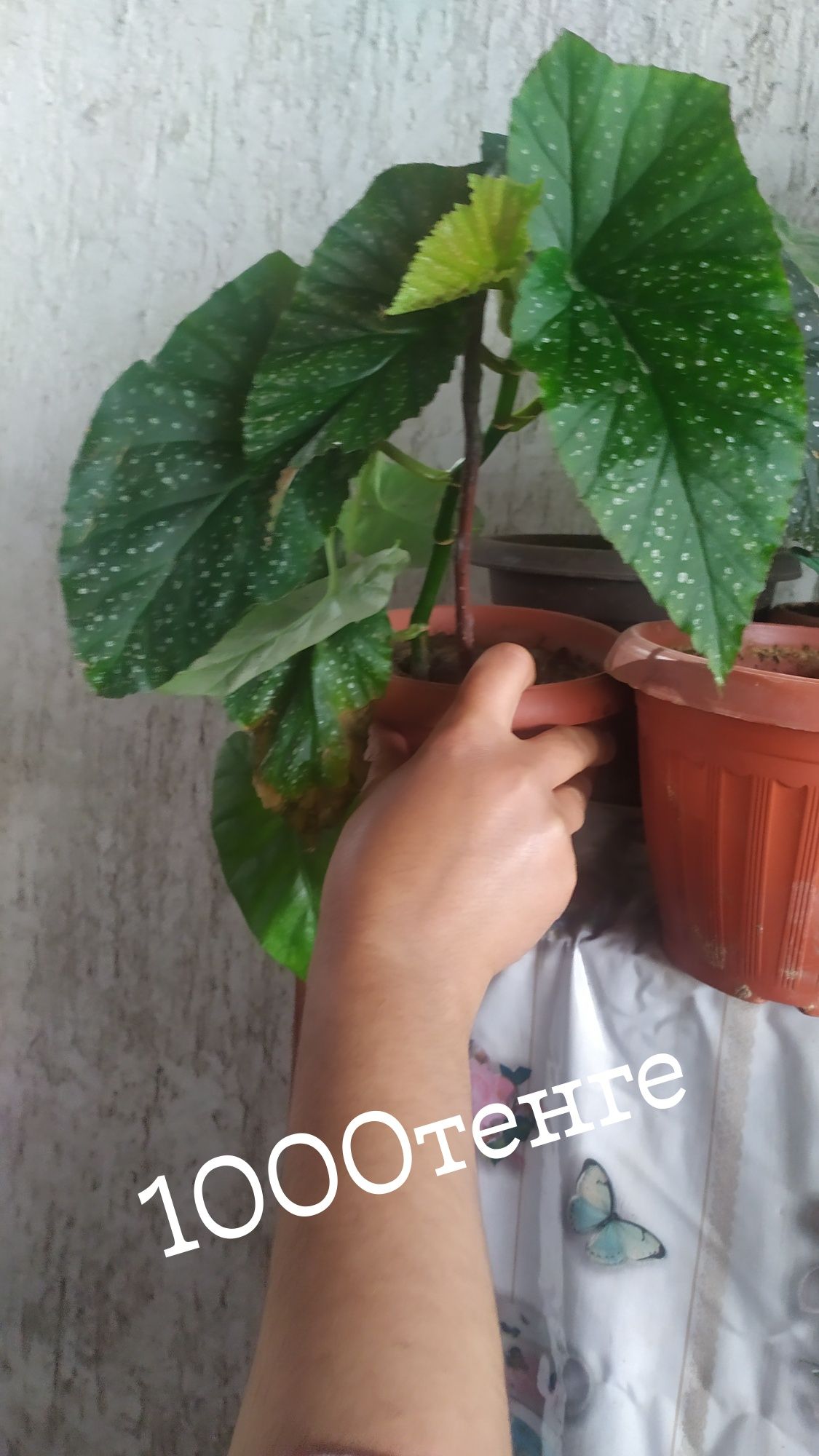 Продам домашние цветы