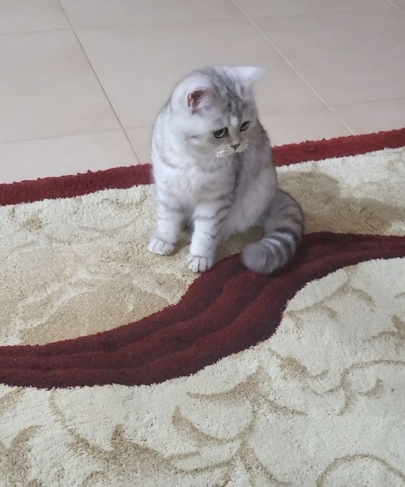 British shorthair