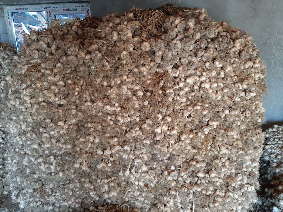 Vând ceapă și usturoi