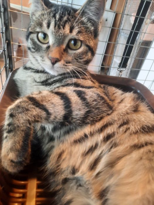 Котенок 4м мальчик