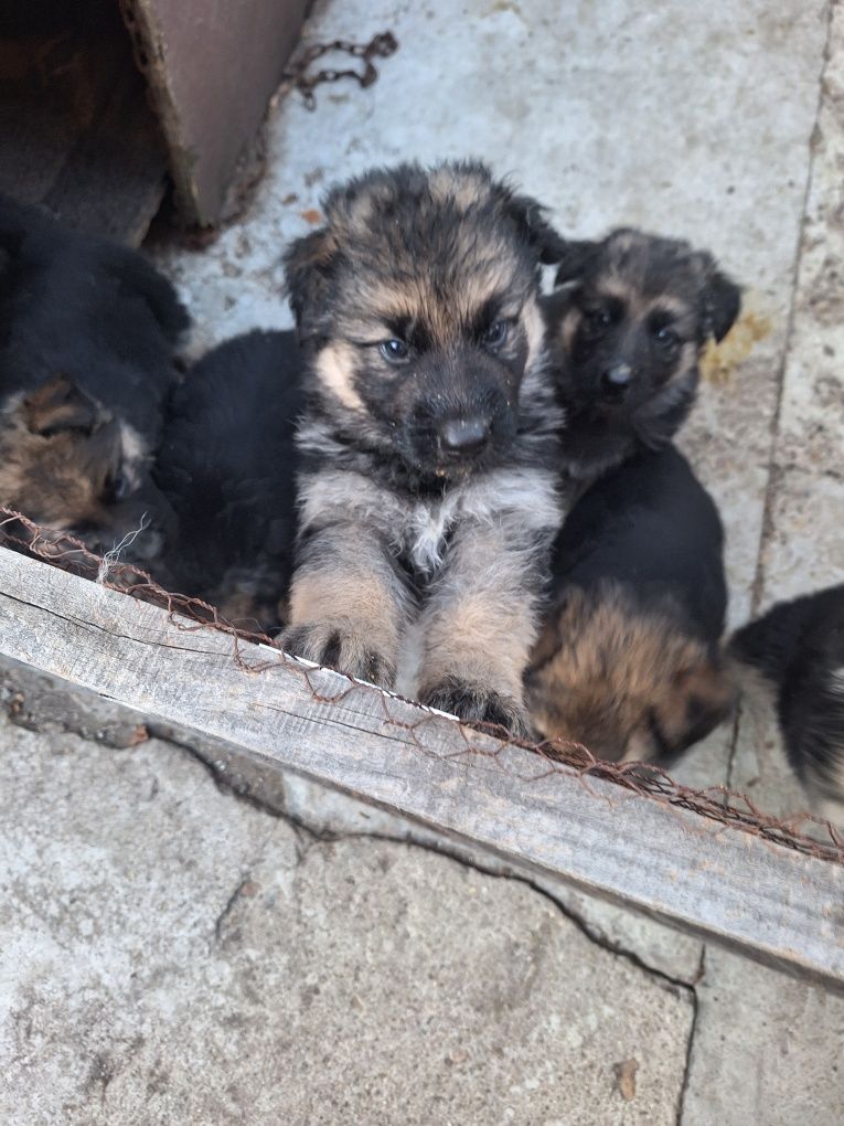 Продавам немски овчарки