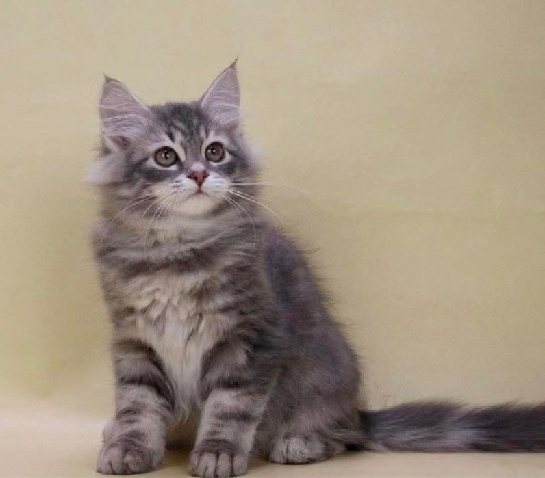 Maine coon mascul