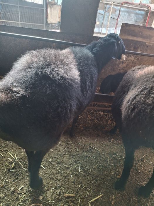 Qo'ylar 2 ta ( Bõgʻoz)