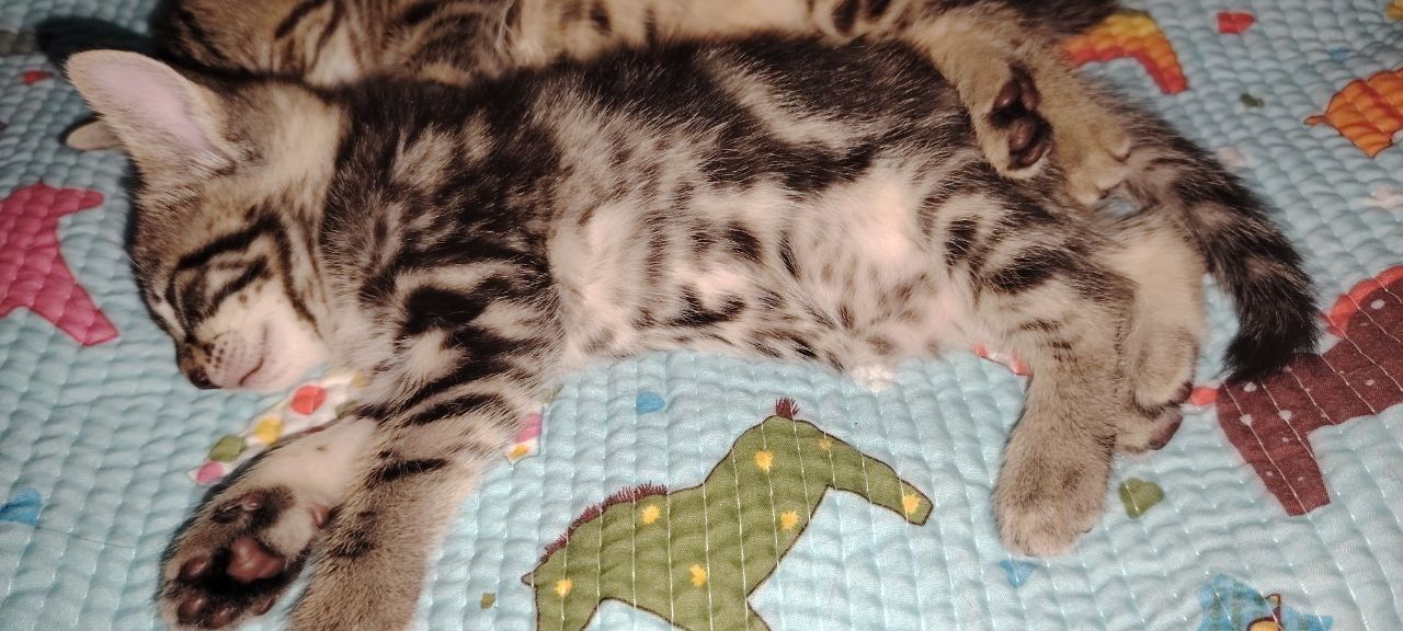 Отдаем котят в добрые руки