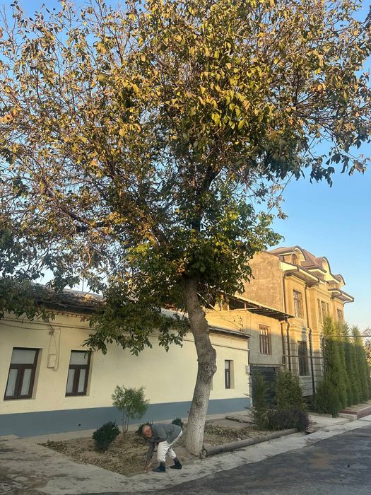 Daraxt kesib ketish narxini kelishamz