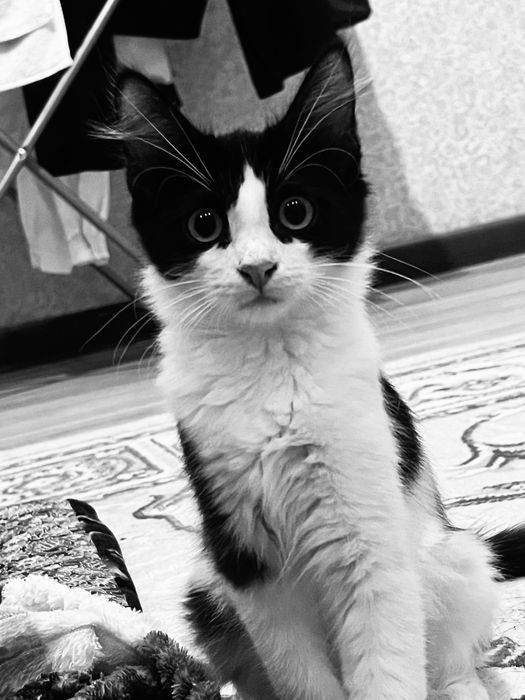 2девочки 5-6месяцев