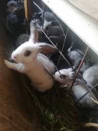 Қояндар  кролики
