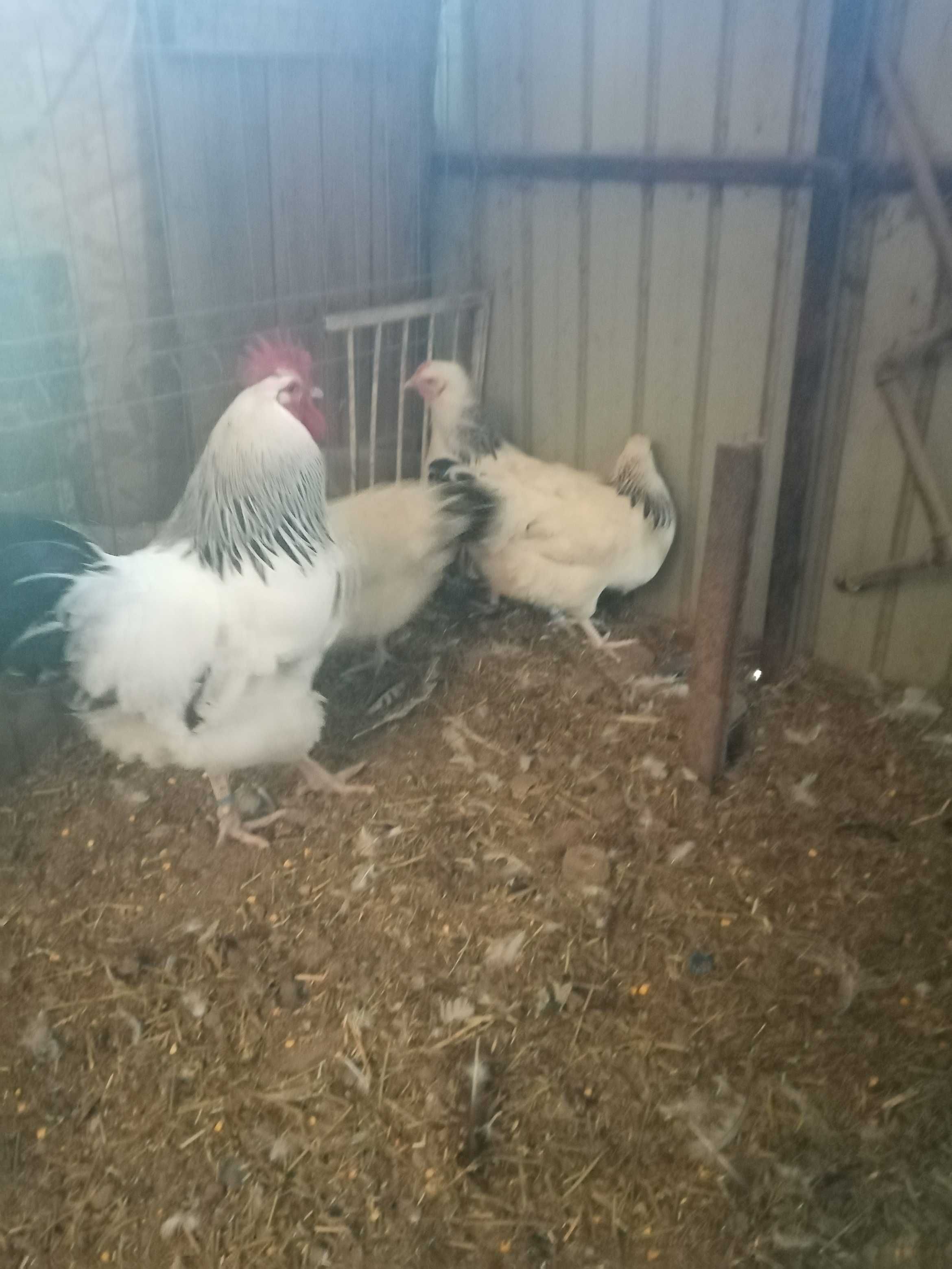 Vând familie găini Susex