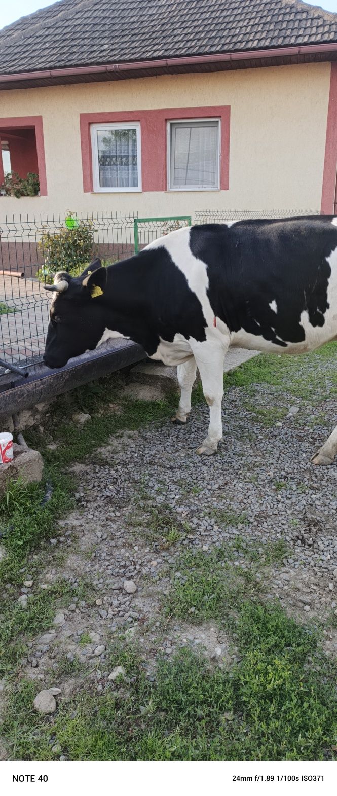 Vaca , jurinca gestanta luna a 8
