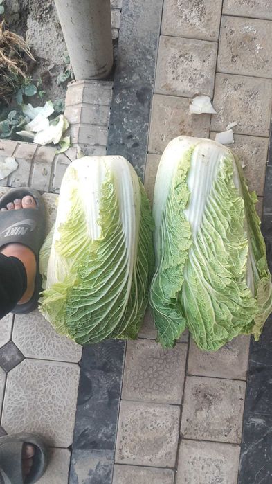 Пекинская капуста