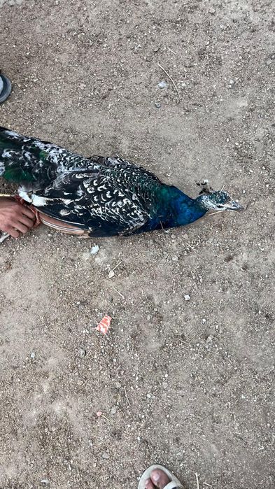 Павлин сатылады черноплечий