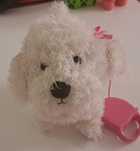 Catel plus Bichon alb cu lesa, merge si latra