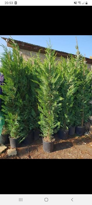 Vând plante ornamentale