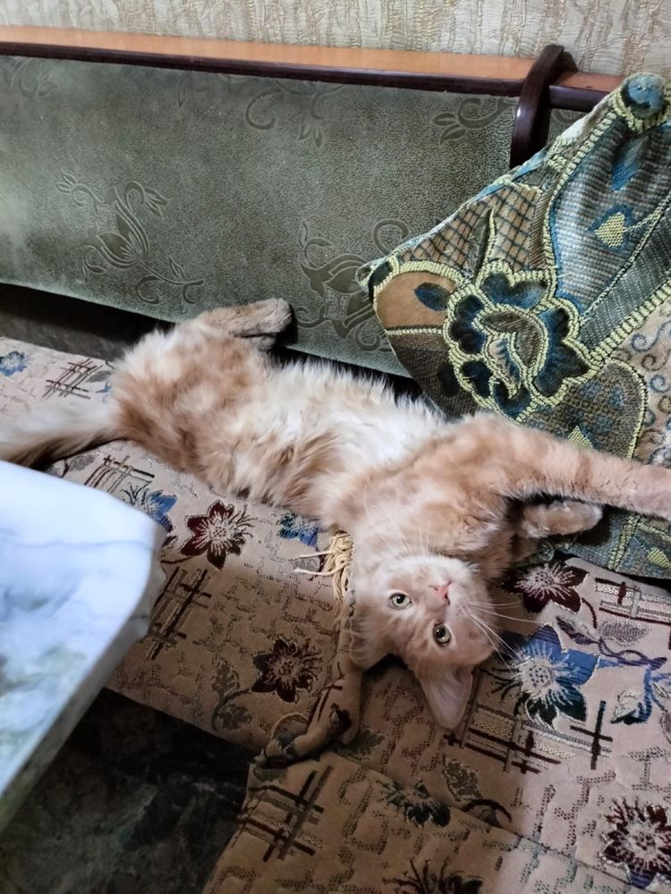 Пропал кот