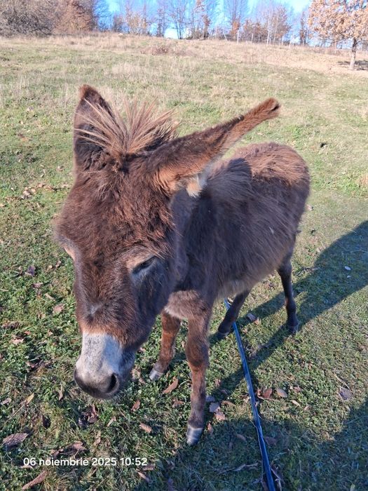 Vand tot ce se vede pret la tel la fiecare imparte