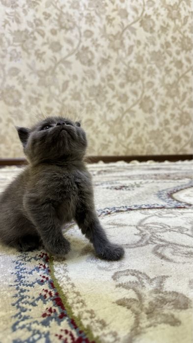 Шикарные Бритнские чистокровные котята