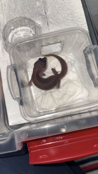 В продаже Эублефары разных морф