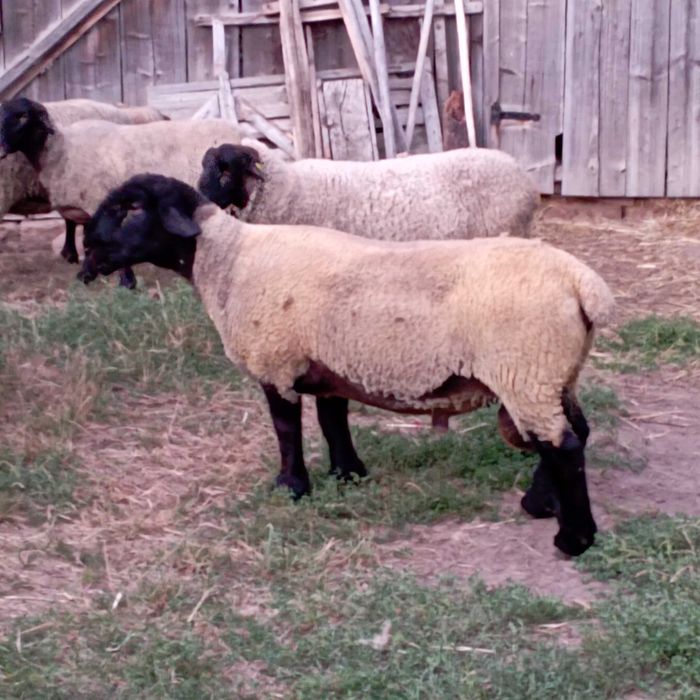 Berbecuț  Suffolk de vînzare !