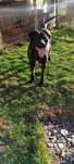 (Donez 2 Câini) Femela - Cane Corso - Negru) Mascul Maro (Metiș)