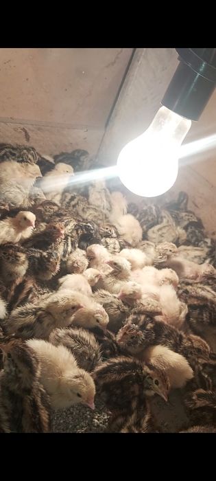 Балапандар балапандар бөдене