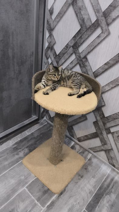 Одам в хорошие руки