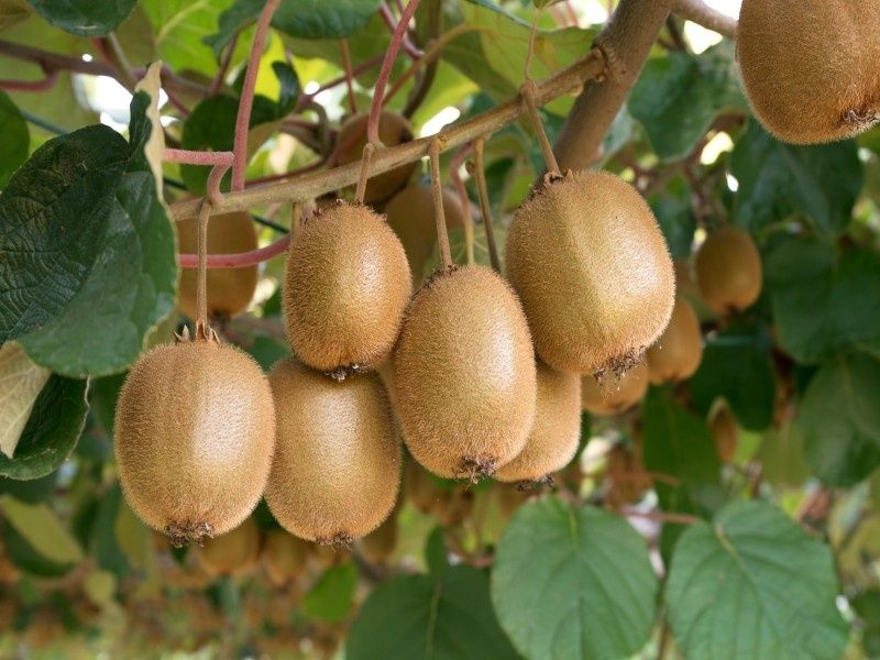 Kiwi actinidia deliciossa