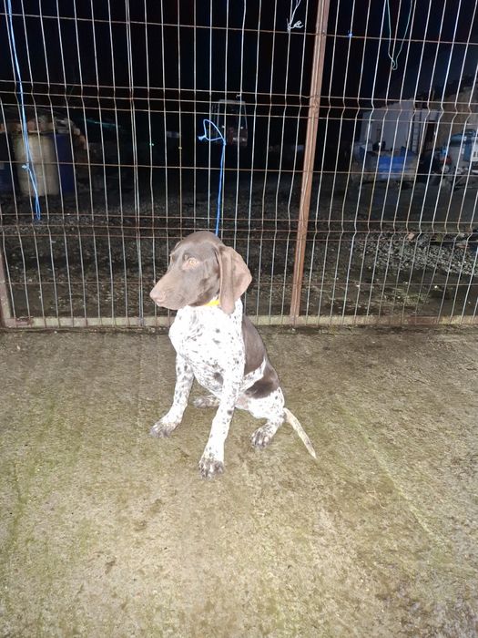 Vând femela brac german