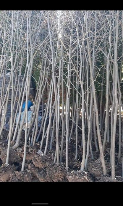 Tuia mesteacăn tei magnolia