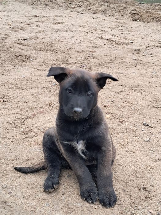 Ciobanesc belgian malinoins
