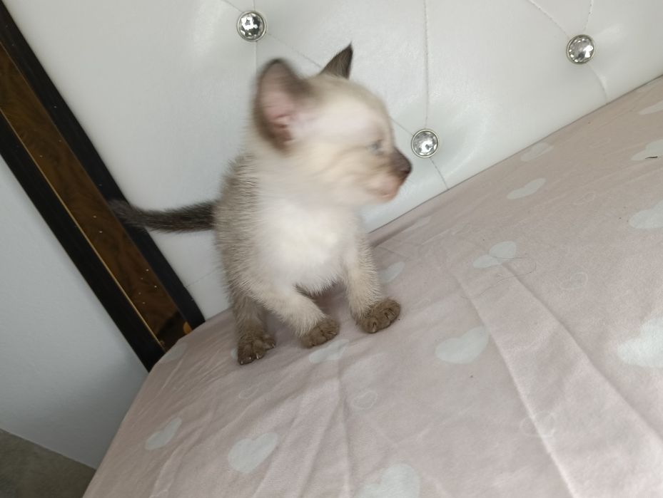Dau spre adopție pui de pisica