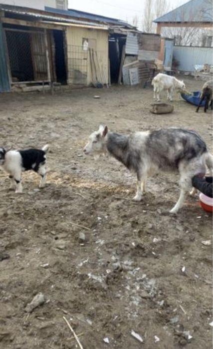 Занен 1 тума токал туша 1,5 литр сути бар 125 мын садасы бар