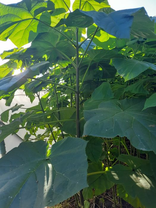 Paulownia tomentosa  și arbori de mătase
