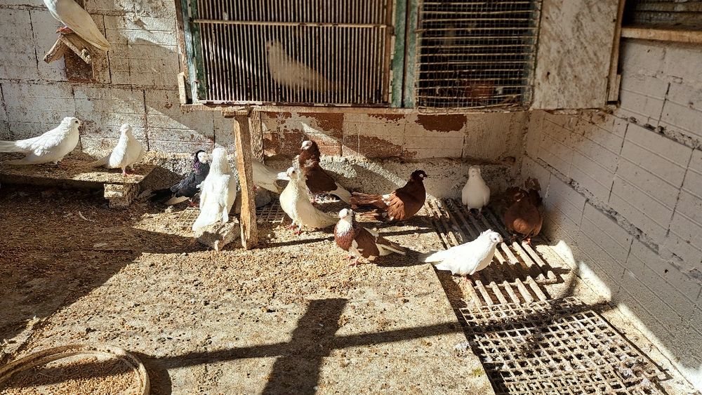 Продавам гълъби.