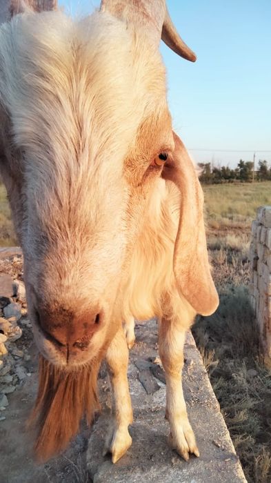 Продам козла 2024 родился