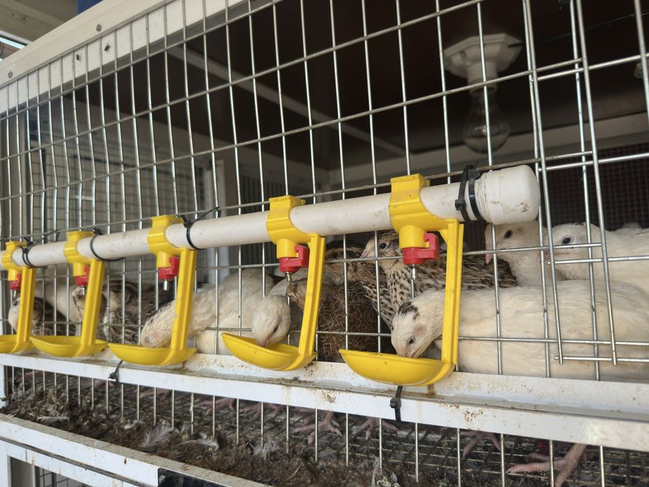 Beliy Gigant Bedanalar Sotiladi 50kunli