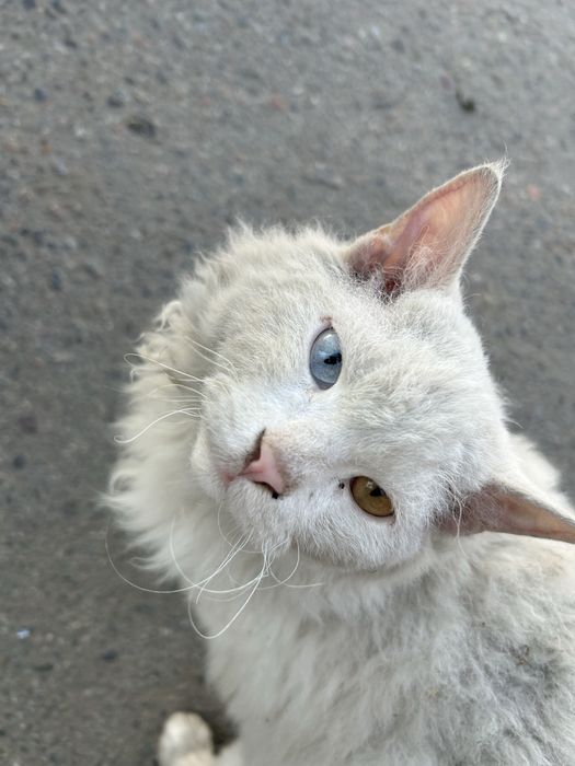 уличный кот/кошка в хорошие руки