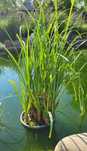 Plante naturale iaz