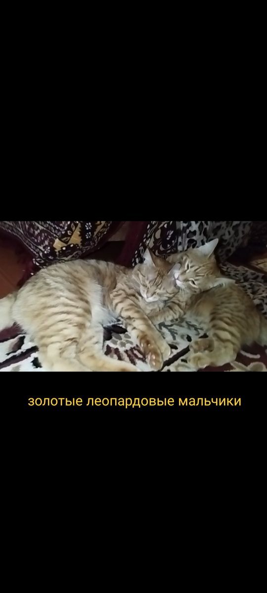 Бенгал с мейнкуном котята коты кошки