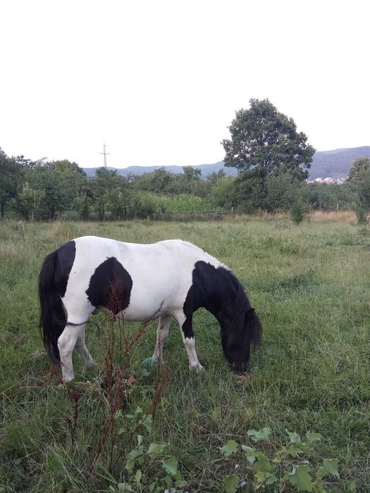 Ponei de talie mica de vanzare